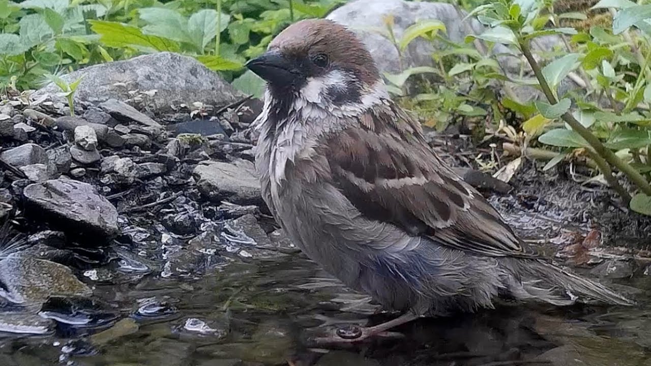 plantschen im see Tree sparrow bathes, Feldsperling (Passer, montanus) badet