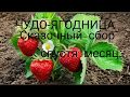 ЧУДО-ЯГОДНИЦА сказочный сбор спустя месяц. Выращивание клубники на подоконнике.