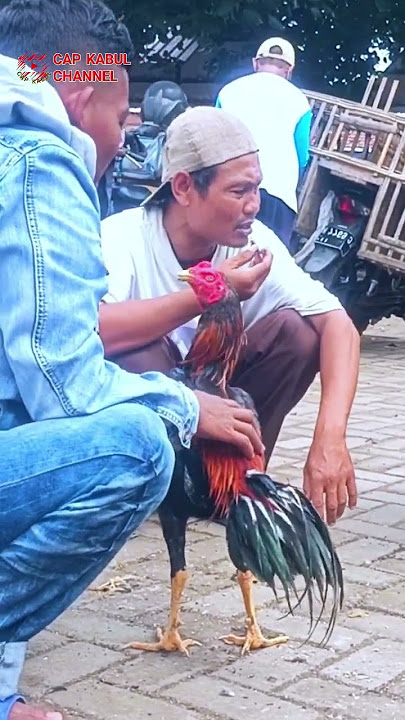 riuh ramai ramai tumpang tindih suara dari segala arah #ayam #chicken #animals #funny