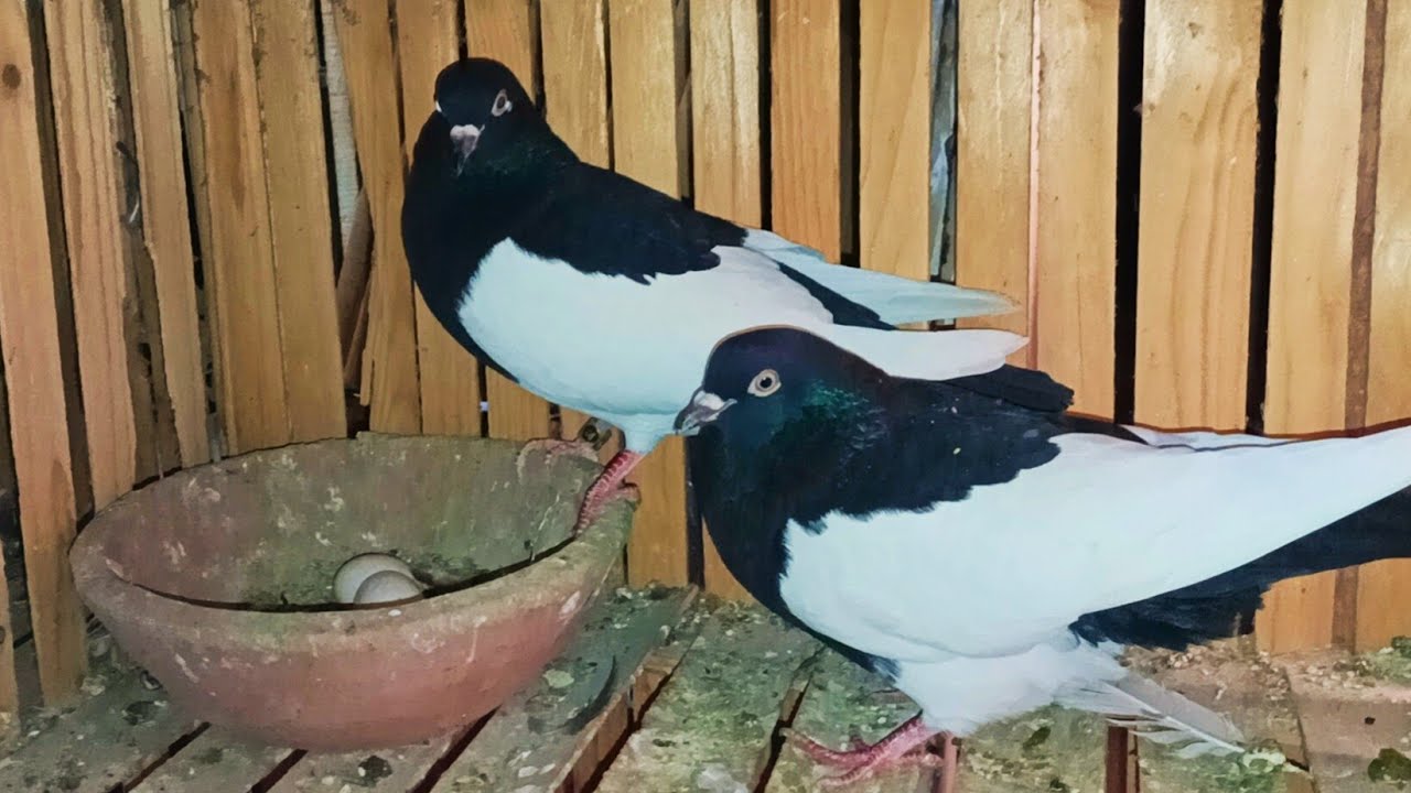 مفاجاه 😱 العناني للمتابعين مجموعه حمام غزار وكشكوى وحلبيات واستراليات وباكستاني وانجليز  01015811099