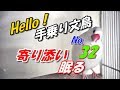 【半分になった寝床】手乗り白文鳥「文太と健」