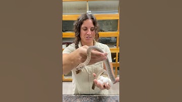 This Children’s Python just had babies🤩🙌