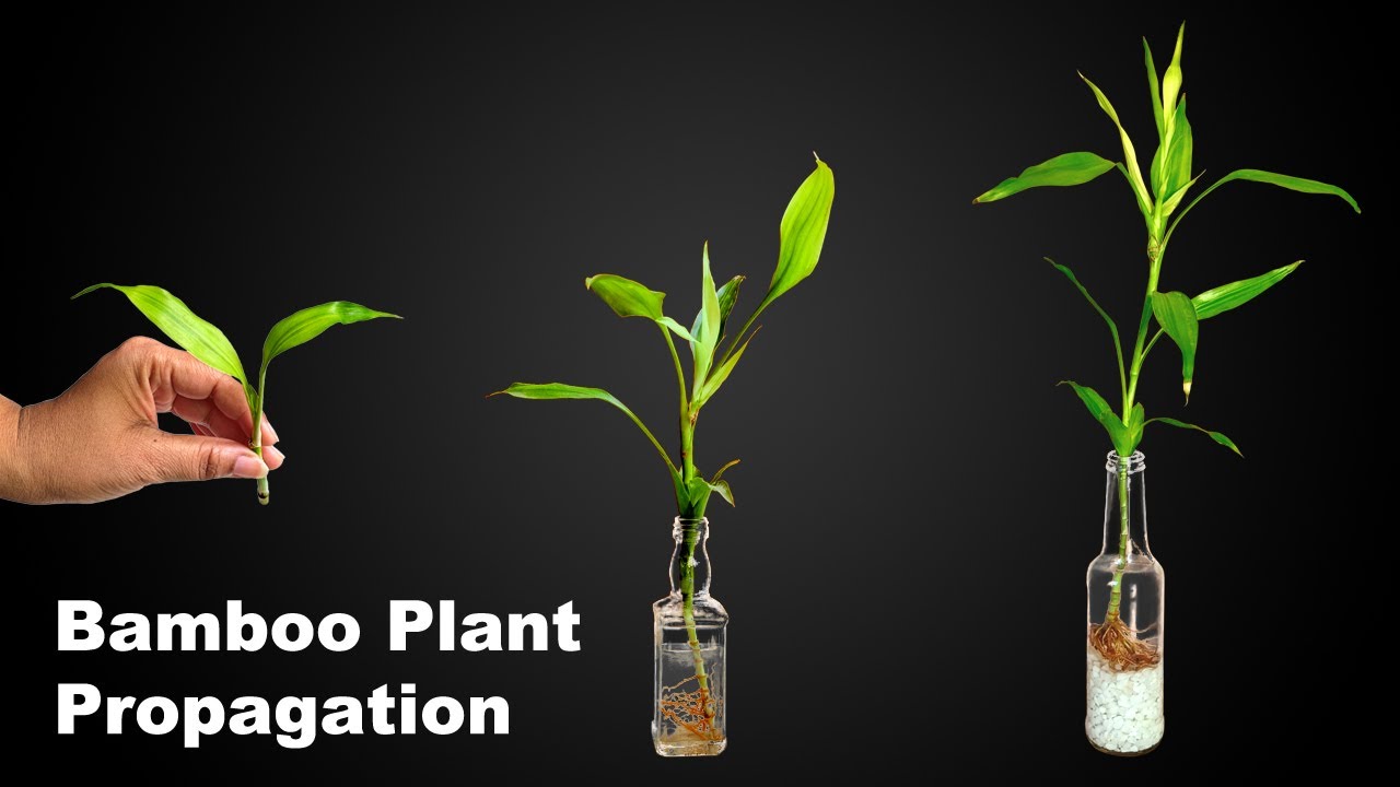 Bamboo Plant Propagation How To Grow Bamboo Plant in Water From