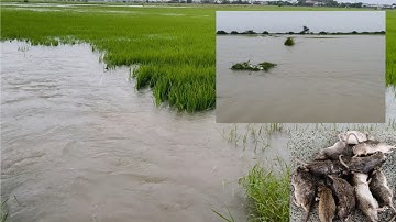 Ra Thăm Đồng Lúa và Bắt Được những con CHUỘT Đồng || Lũ Ngập 17/11/2025