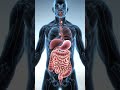 How Food is Digested in the Human Body 🍽 | 3D Transparent Anatomy Animation