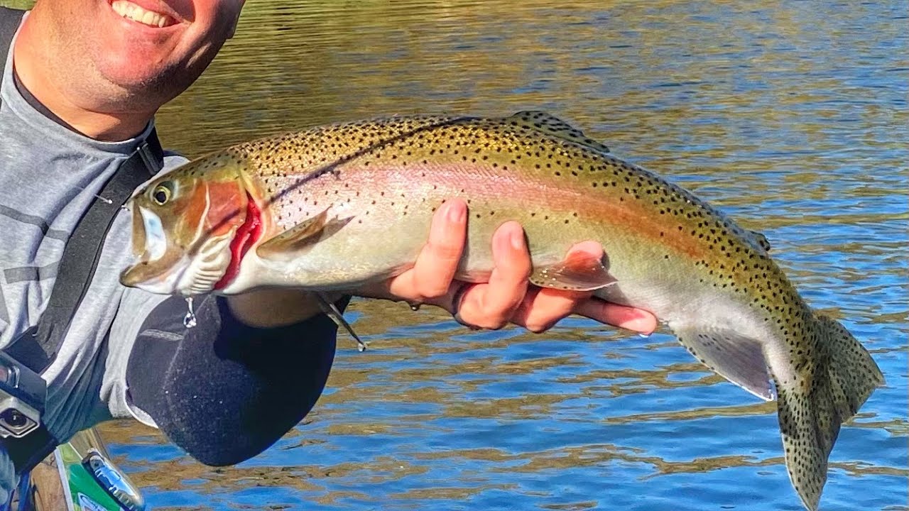 Wild rainbow trout fishing, Nor-Cal lakes! 