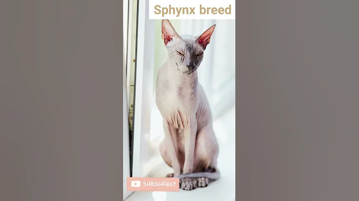 Watch the video about Cutest cat breeds in the world part 2 #short