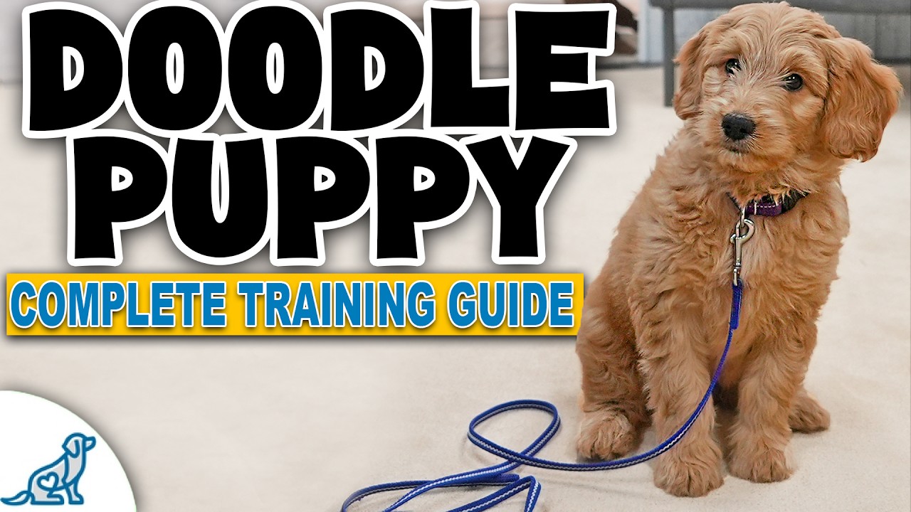 A Complete Guide on Potty Training Your Goldendoodle