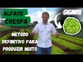 O CULTIVO DA ALFACE CRESPA NA NOSSA PROPRIEDADE.