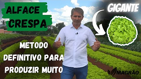 Como o alface é produzido?