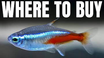 The Best Online Aquarium Stores That Skip the Shortcuts