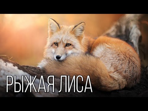 Видео: Как выглядит рыжая лиса?