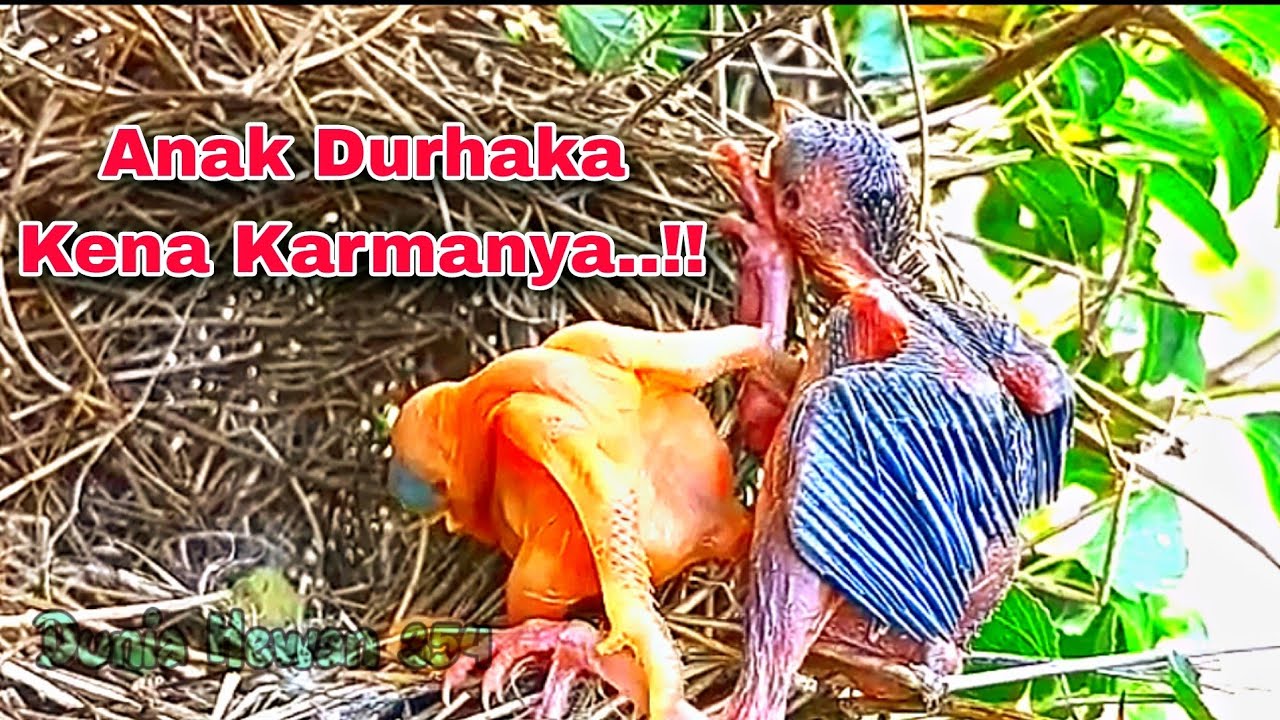 Anak Burung Kedasih Kena Karma Terguling Mendorong Burung Besar - Cuckoo Bird Dying
