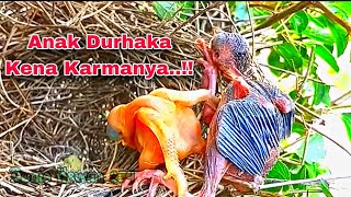 Anak Burung Kedasih Kena Karma Terguling Mendorong Burung Besar  Cuckoo Bird Dying