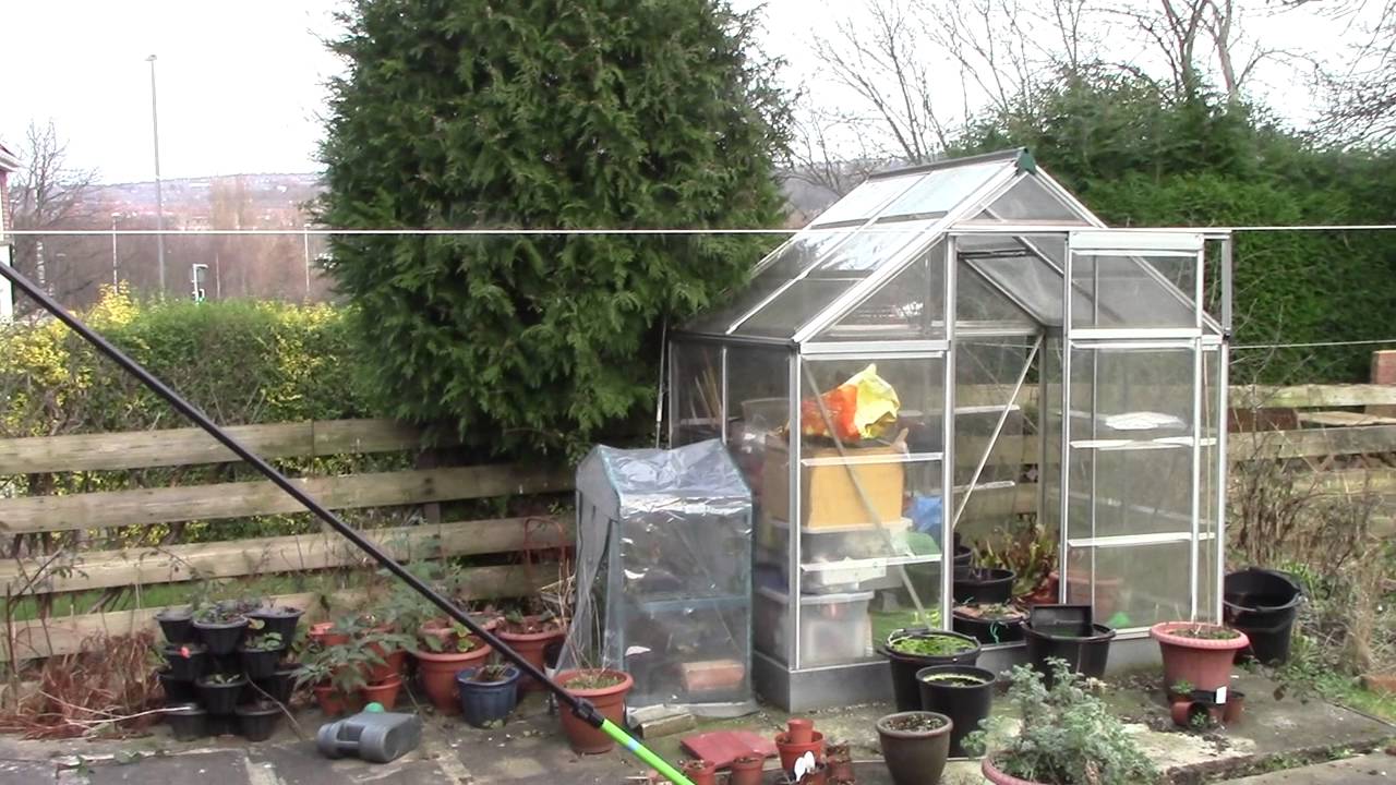 Sparrowhawk trapped in my greenhouse