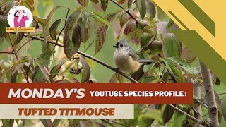 Species Profile: Tufted Titmouse