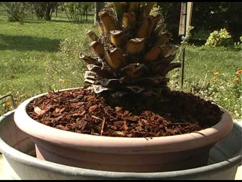 corteccia colorata per pacciamare aiuole giardino