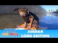 Jordans journey  the extended version dog