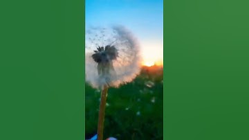 اللهم اجعل القرآن ربيع قلوبنا | سورة فصلت#قرآن#راحة_نفسية#muslim