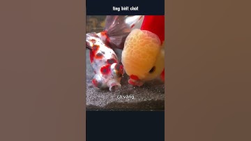 những chú cá cảnh xinh đẹp