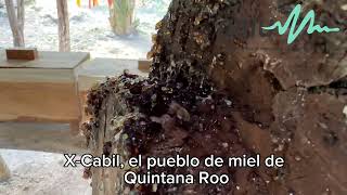 Hoy que es el Día Mundial de las Abejas te presentamos Xcabil, el pueblo de miel de QuintanaRoo