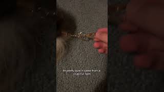 Most real tails are ethical, but pls don’t buy tails from Amazon #taxidermy #tail #alterhuman #furry Most real tails are ethical, but pls don’t buy tails from Amazon #taxidermy #tail #alterhuman #furry