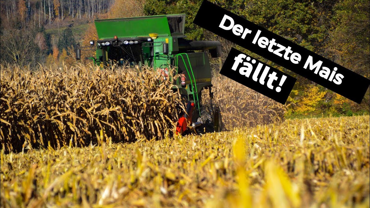 Großeinsatz Maisernte 2023 - 16-reihig Körnermais dreschen Claas Mähdrescher \u0026 Traktor Corn Harvest
