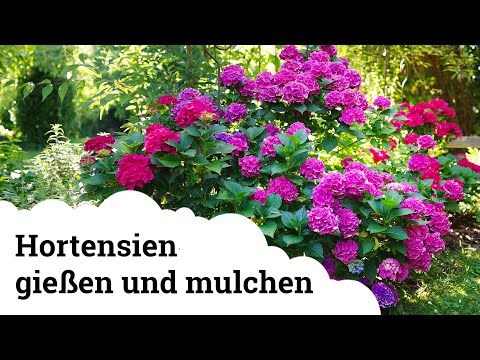 Video: Cold Tolerant Annuals: Züchten Sie winterharte einjährige Blumen im Garten