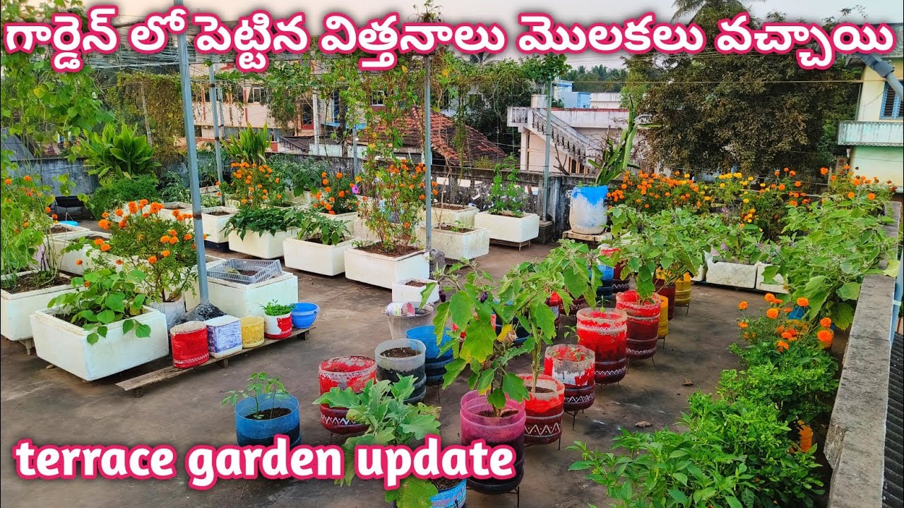 వేసవి కాలం పంటల కోసం పెట్టిన విత్తనాలు మొలకలు వచ్చాయి |Terrace Garden Update @homemakerstrategy 