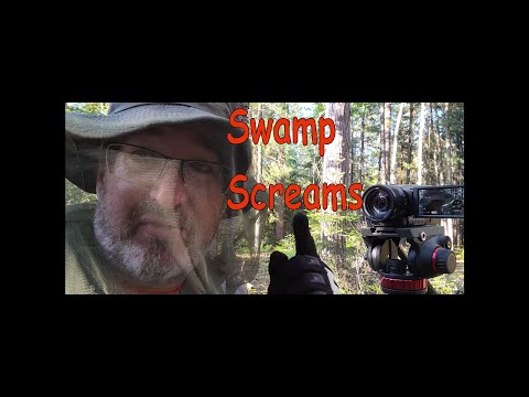 My Bigfoot Story Ep. 183 - Swamp Vocals You Gotta Hear This