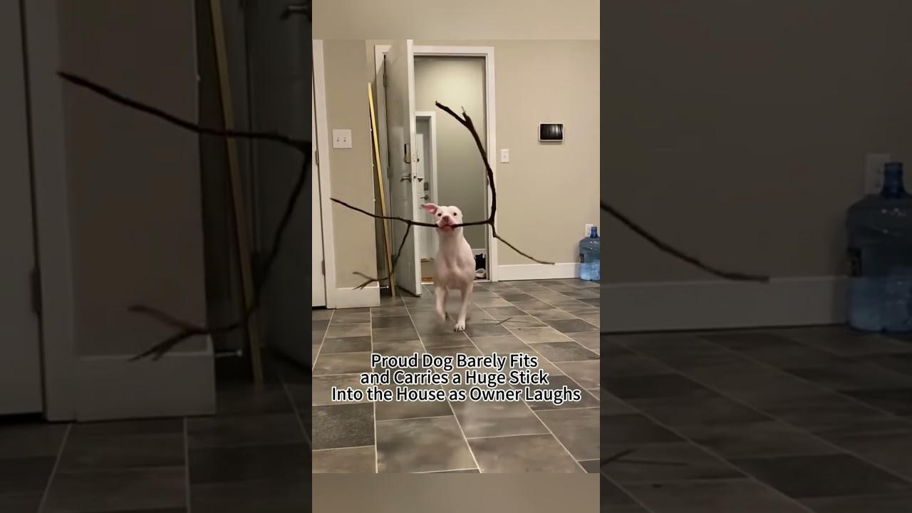 Dogs simply cannot resist branches 🐶🤣😂🤪🥰#usa #animals #funnydog #dogs #dog