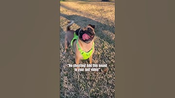 No cheating! Add this sound to the last video in your camera roll. It’s perfect🥲 #pug #dog #shorts