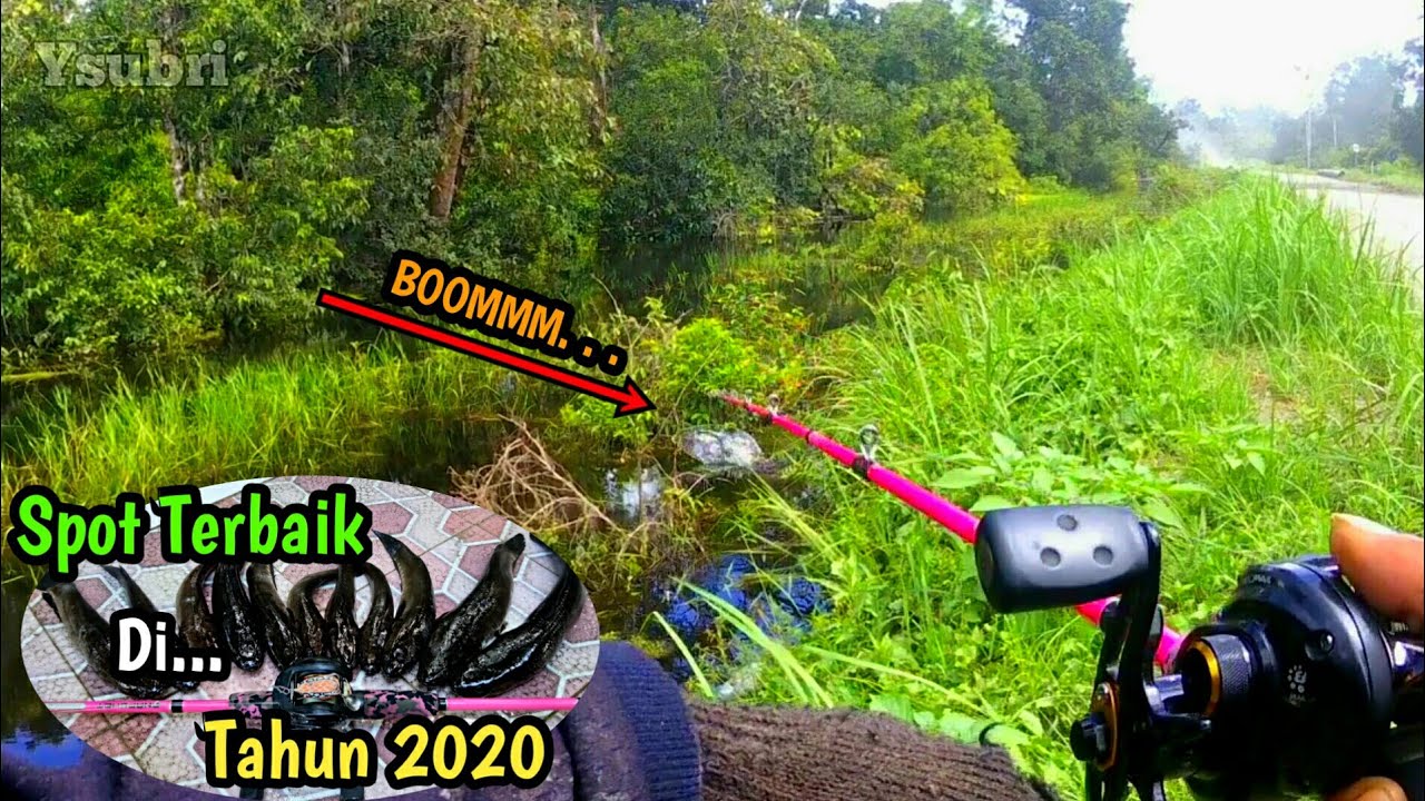 Spot Terbaik ~ Casting ikan Gabus || Ikan Haruan || Snakehead 