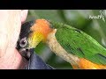Barwinki - docenione papugi