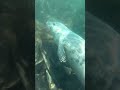 Snorkelling with playful seals on Lundy Island 🇬🇧