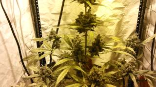 Blueberry auto at 12 weeks