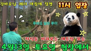 에버랜드 판다월드2024년 4월 13일 토요일 ☆할부지 께서 잠시 어부바 나무를 바라보셨어요