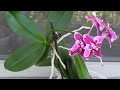 Размножение орхидей. КАК ВЫРАСТИТЬ ДЕТКУ ОРХИДЕИ. Новые орхидеи.
