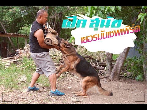การฝึกสุนัขเยอรมันเชพเพิร์ด โดยครูหมู