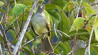 Yellow-bellied Elaenia in Costa Rica
