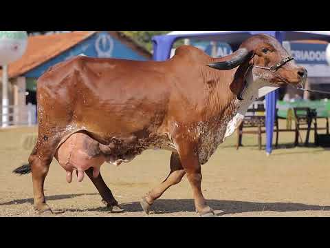 LOTE 29   MILE 826   TASSIA FIV RIB  GRANDE