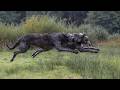The Wolf EXTERMINATOR Irish Wolfhound A Murderer Or A Pet The Wolf EXTERMINATOR Irish Wolfhound A Murderer Or A Pet