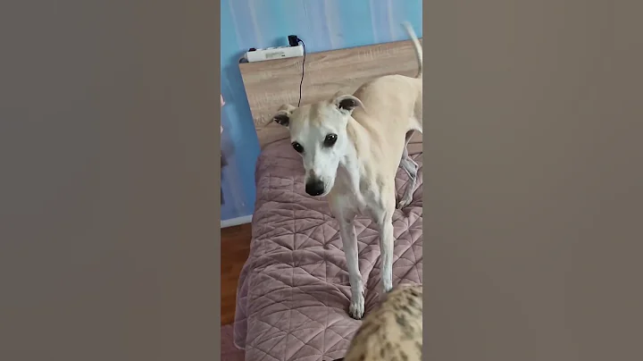 Talking Whippets Compilation #sighthound #whippet #talkingwhippet