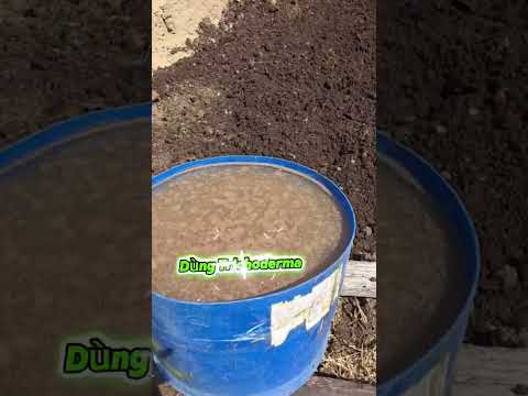 Chuẩn bị mùa vụ mới của cây xáo tam phân