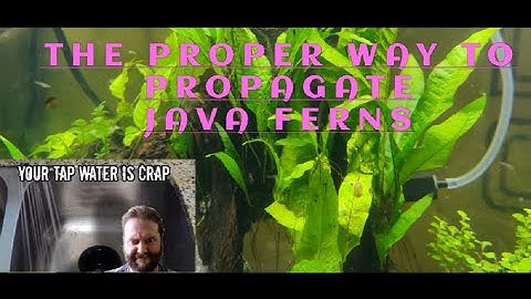 Beginners, tutorial, on how to, propagate Java Ferns,