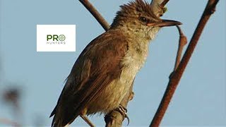 Clamorous Reed Warbler Bird Sound, Bird Call for Pro Hunters