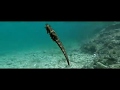 Seahorse. Spearfishing. Drone video  Beautiful Croatia