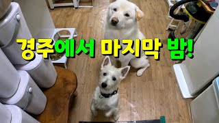 Hello Gyeongju! The last Jindo dogs on the day before leaving, Jeju Island mud pig mukbang!