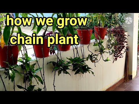 Video: Callisia Basket Plants: Lär dig om att odla Callisia Plants