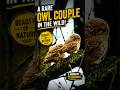 Rare Owl Couple Spotted in Daylight 🦉❤️ | Amazing Wildlife Moment #ytshorts #wildlife